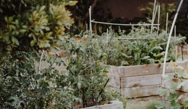 green plants on brown wooden crate