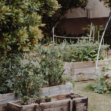 green plants on brown wooden crate