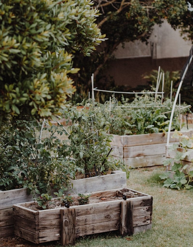 green plants on brown wooden crate