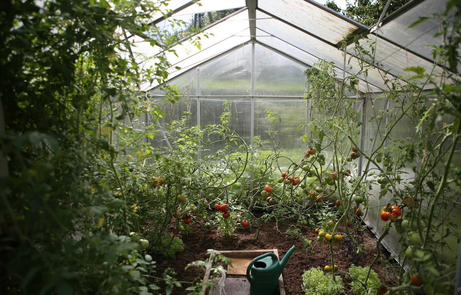 green watering can in green house