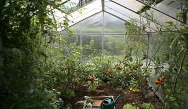 green watering can in green house