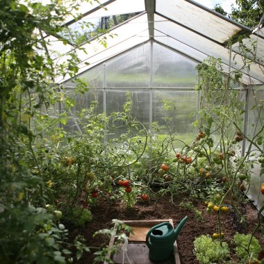 green watering can in green house