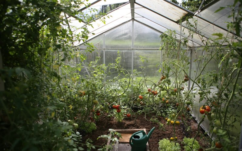 green watering can in green house