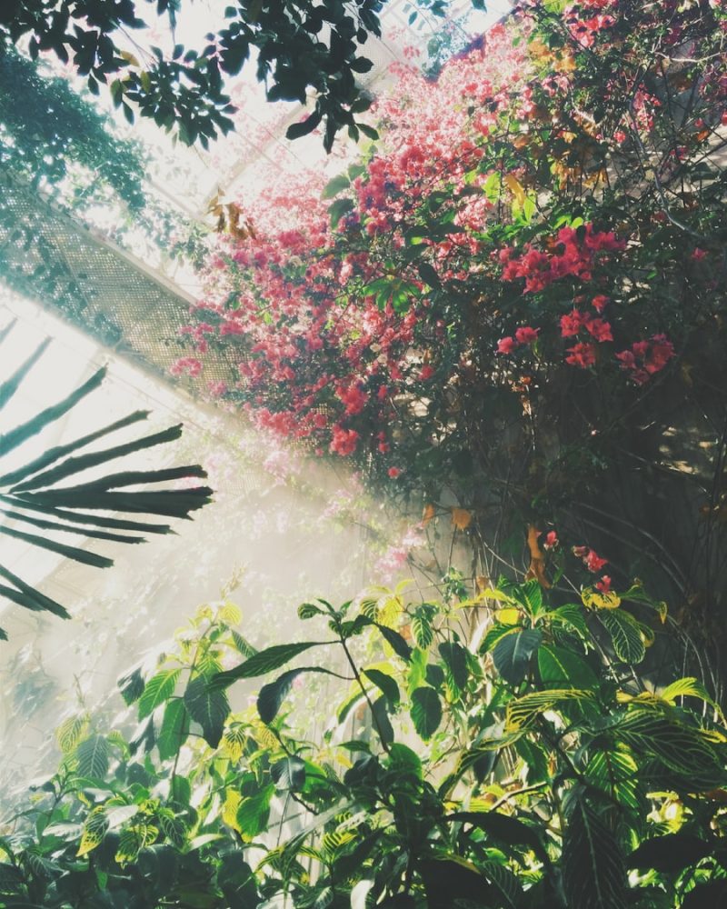 pink petaled flowers inside building