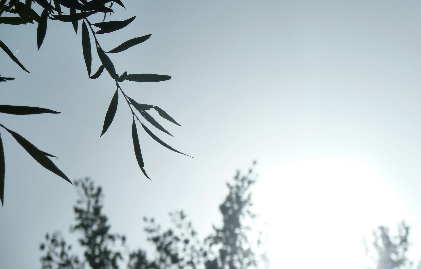 green leaves in close up photography