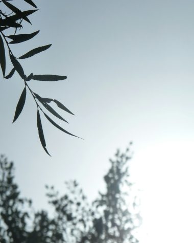 green leaves in close up photography