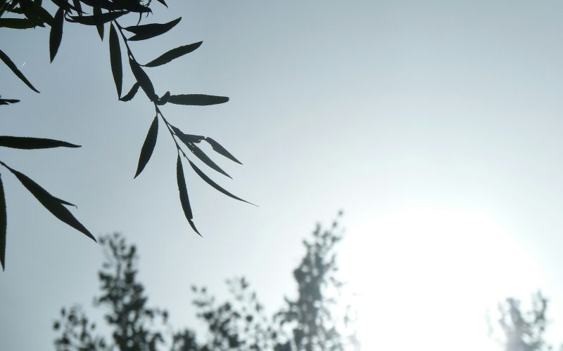green leaves in close up photography