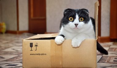 Kattenbak gevuld met silicagel kristallen naast een zak kattenbakvulling