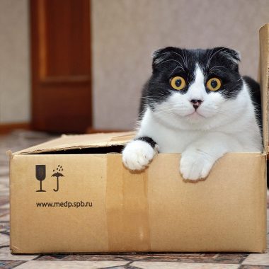 Kattenbak gevuld met silicagel kristallen naast een zak kattenbakvulling